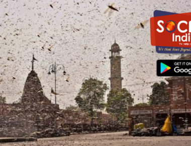 दिल्ली-UP पर मंडराया टिड्डियों के हमले का खतरा, नोएडा ने गठित की कमेटी