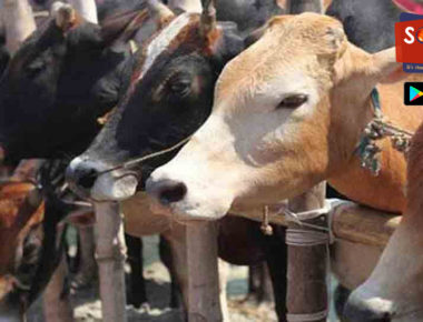अब गाय के गोबर से चीन को सबक सिखाने की तैयारी, भारत की ऐसी है जबरदस्त प्लानिंग