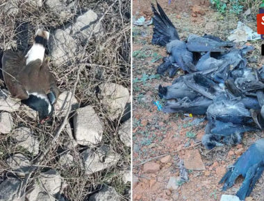 बर्ड फ्लू को केरल ने घोषित किया राजकीय आपदा, हरियाणा में एक लाख मुर्गियों की मौत से हड़कंप