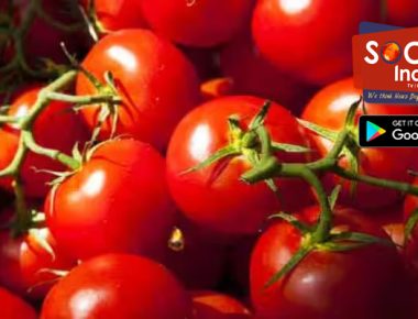 Amid Spiralling Tomato Prices, Centre Makes THIS Plan To Help Common Man