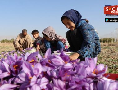 Purple Canvas: Bumper Saffron Crop Brings Cheer To Kashmir Farmers